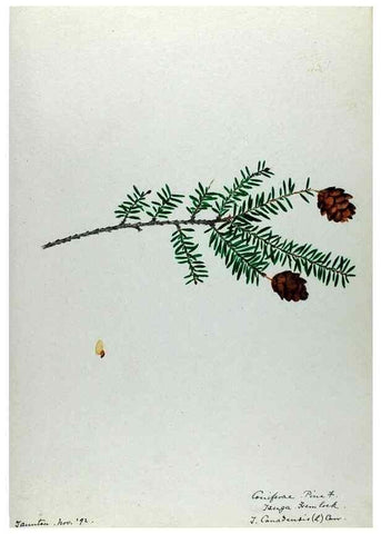 Reproducción/Reproduction 24918267446: [Water-color sketches of plants of North America and Europe]. 
