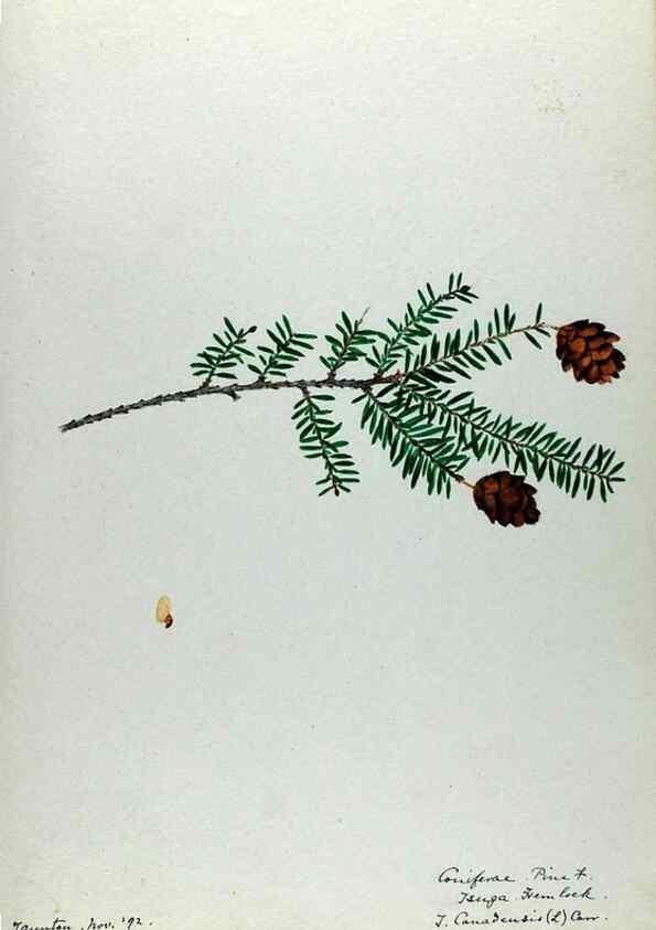 Reproducción/Reproduction 24918267446: [Water-color sketches of plants of North America and Europe]. 