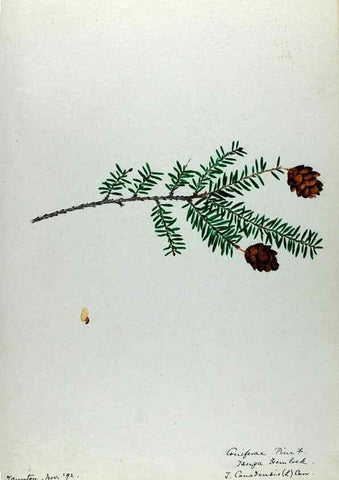 Reproducción/Reproduction 24918267446: [Water-color sketches of plants of North America and Europe]. 