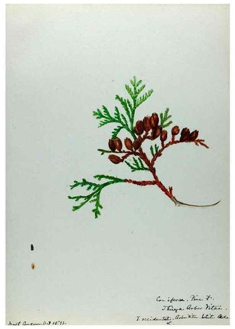 Reproducción/Reproduction 24944541625: [Water-color sketches of plants of North America and Europe]. 