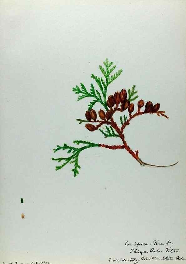 Reproducción/Reproduction 24944541625: [Water-color sketches of plants of North America and Europe]. 