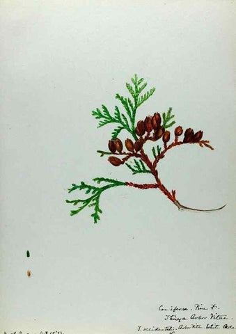 Reproducción/Reproduction 24944541625: [Water-color sketches of plants of North America and Europe]. 