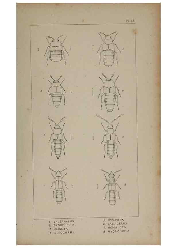 Reproducción/Reproduction 24279671889: The British Coleoptera delineated,. London,W. Crofts,1840.