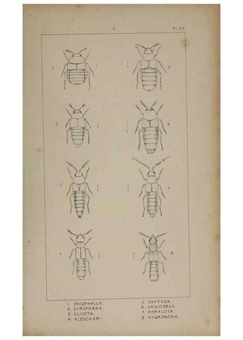 Reproducción/Reproduction 24279671889: The British Coleoptera delineated,. London,W. Crofts,1840.