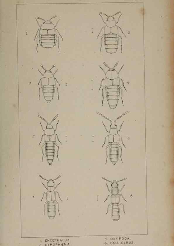 Reproducción/Reproduction 24279671889: The British Coleoptera delineated,. London,W. Crofts,1840.