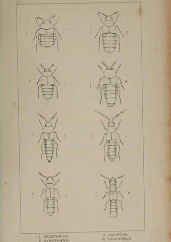 Reproducción/Reproduction 24279671889: The British Coleoptera delineated,. London,W. Crofts,1840.