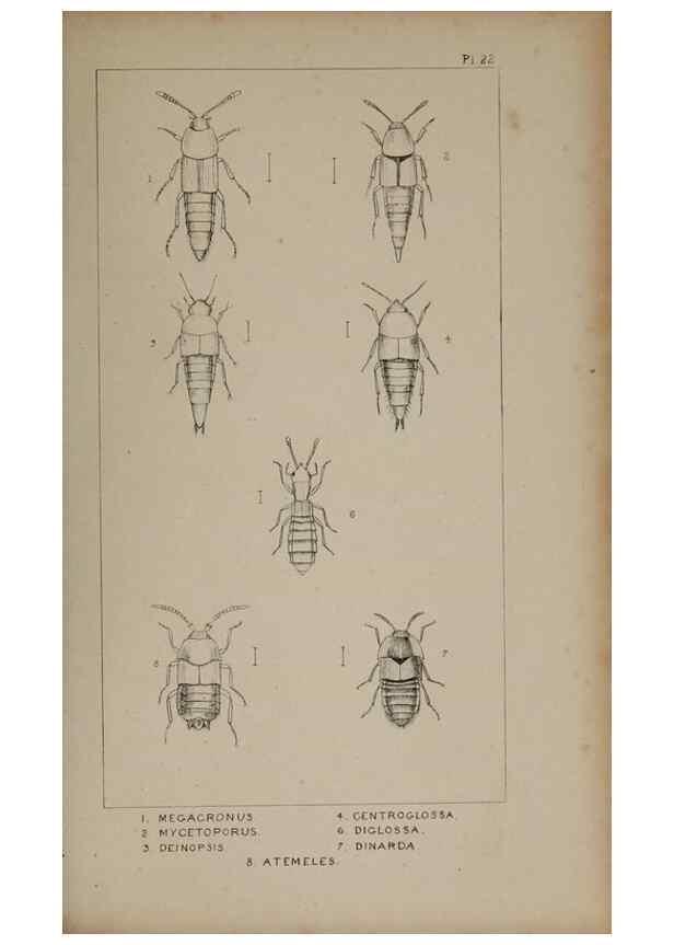 Reproducción/Reproduction 24020596693: The British Coleoptera delineated,. London,W. Crofts,1840.