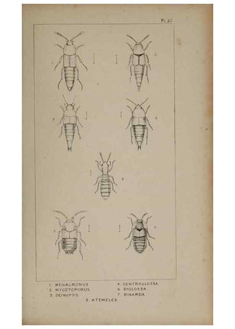 Reproducción/Reproduction 24020596693: The British Coleoptera delineated,. London,W. Crofts,1840.