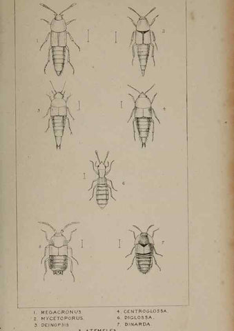 Reproducción/Reproduction 24020596693: The British Coleoptera delineated,. London,W. Crofts,1840.