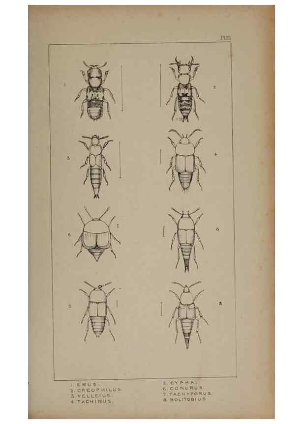 Reproducción/Reproduction 24279664679: The British Coleoptera delineated,. London,W. Crofts,1840.