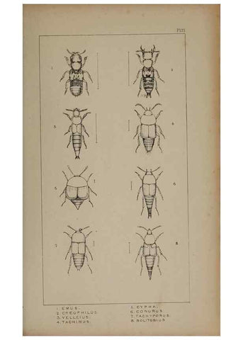 Reproducción/Reproduction 24279664679: The British Coleoptera delineated,. London,W. Crofts,1840.