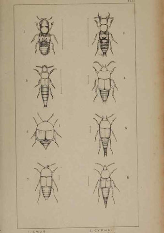 Reproducción/Reproduction 24279664679: The British Coleoptera delineated,. London,W. Crofts,1840.