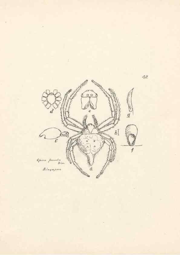 Reproducción/Reproduction 24460712191: Malaysian spiders.. Belfast :T. Workman,1896-1900.