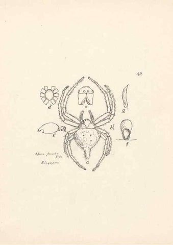 Reproducción/Reproduction 24460712191: Malaysian spiders.. Belfast :T. Workman,1896-1900.