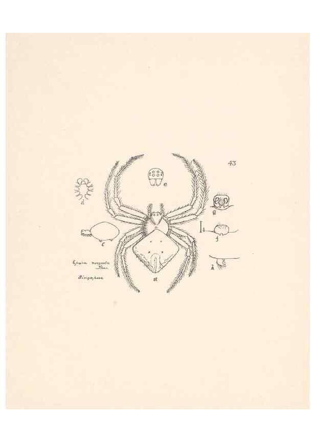 Reproducción/Reproduction 24516855056: Malaysian spiders.. Belfast :T. Workman,1896-1900.