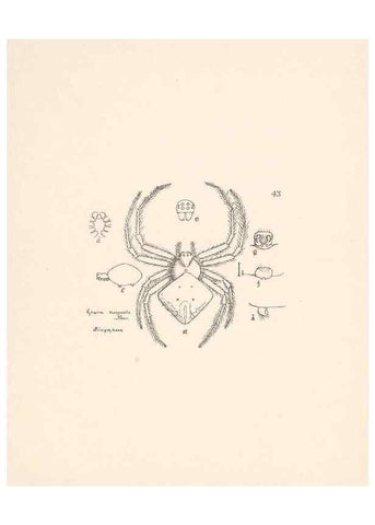 Reproducción/Reproduction 24516855056: Malaysian spiders.. Belfast :T. Workman,1896-1900.