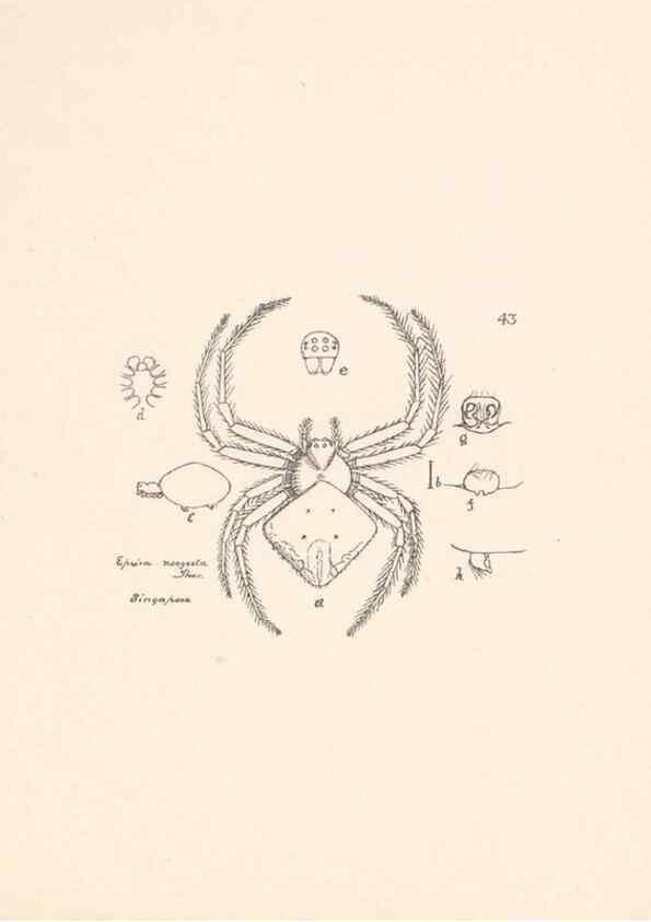Reproducción/Reproduction 24516855056: Malaysian spiders.. Belfast :T. Workman,1896-1900.