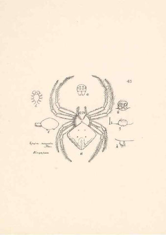 Reproducción/Reproduction 24516855056: Malaysian spiders.. Belfast :T. Workman,1896-1900.