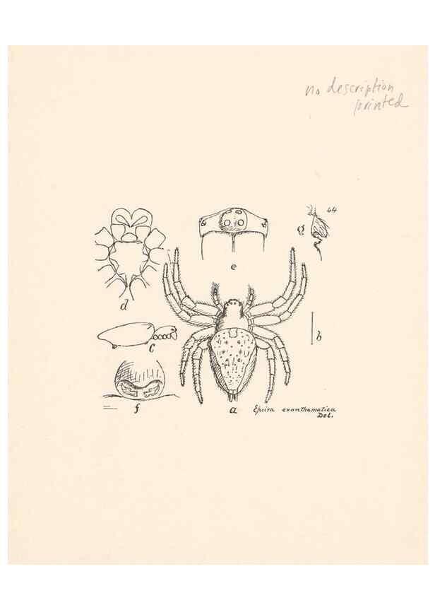 Reproducción/Reproduction 24460719011: Malaysian spiders.. Belfast :T. Workman,1896-1900.
