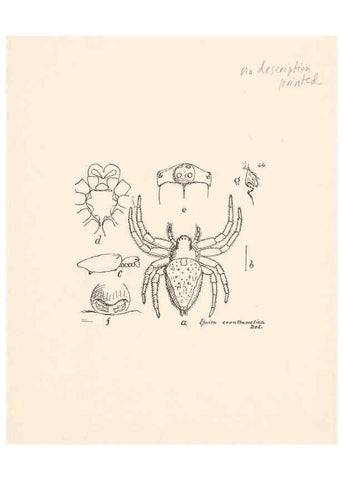 Reproducción/Reproduction 24460719011: Malaysian spiders.. Belfast :T. Workman,1896-1900.