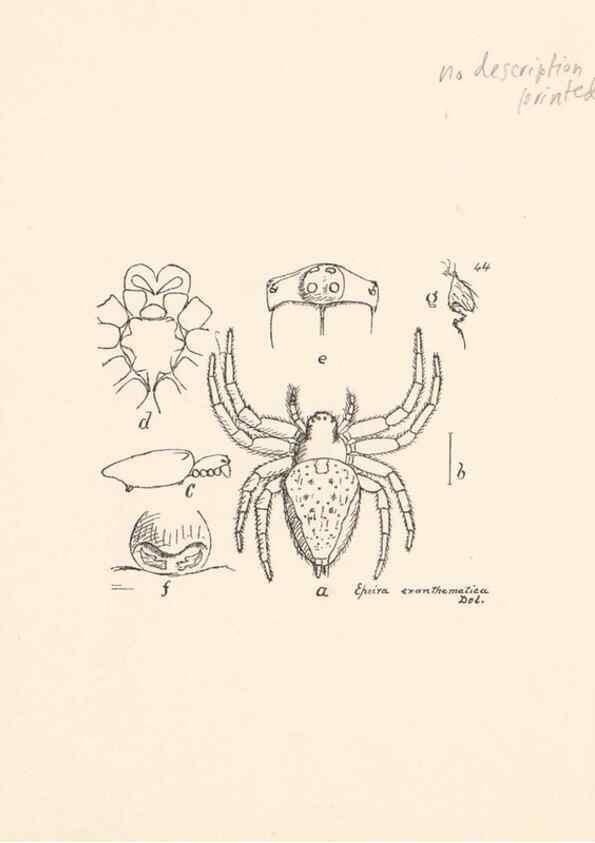 Reproducción/Reproduction 24460719011: Malaysian spiders.. Belfast :T. Workman,1896-1900.