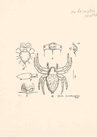 Reproducción/Reproduction 24460719011: Malaysian spiders.. Belfast :T. Workman,1896-1900.