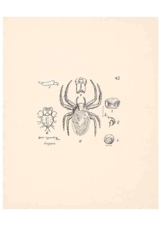 Reproducción/Reproduction 23914877844: Malaysian spiders.. Belfast :T. Workman,1896-1900.