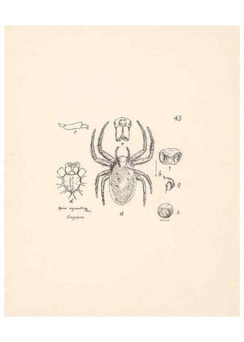 Reproducción/Reproduction 23914877844: Malaysian spiders.. Belfast :T. Workman,1896-1900.