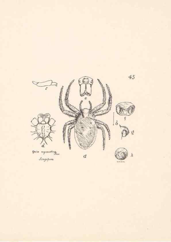 Reproducción/Reproduction 23914877844: Malaysian spiders.. Belfast :T. Workman,1896-1900.