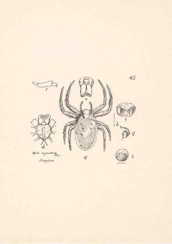Reproducción/Reproduction 23914877844: Malaysian spiders.. Belfast :T. Workman,1896-1900.