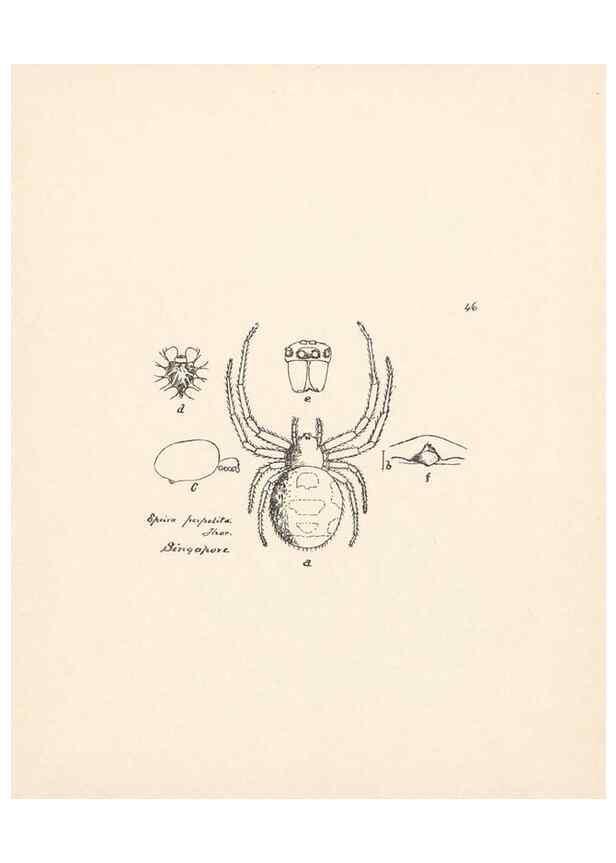 Reproducción/Reproduction 23914881634: Malaysian spiders.. Belfast :T. Workman,1896-1900.