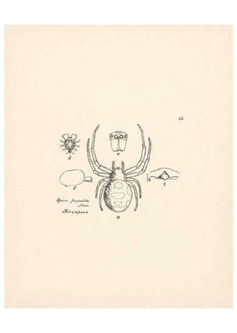 Reproducción/Reproduction 23914881634: Malaysian spiders.. Belfast :T. Workman,1896-1900.