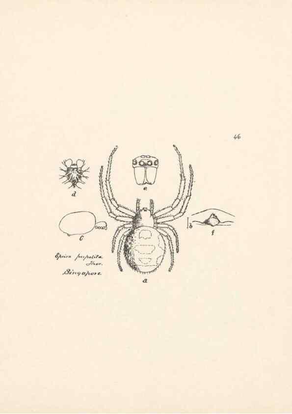 Reproducción/Reproduction 23914881634: Malaysian spiders.. Belfast :T. Workman,1896-1900.