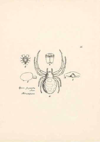 Reproducción/Reproduction 23914881634: Malaysian spiders.. Belfast :T. Workman,1896-1900.
