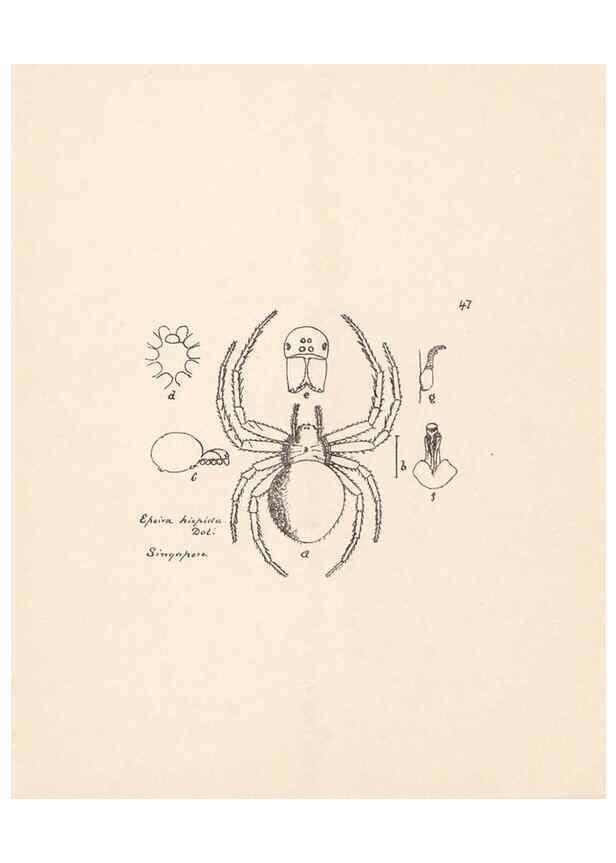 Reproducción/Reproduction 24434763352: Malaysian spiders.. Belfast :T. Workman,1896-1900.