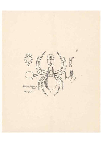 Reproducción/Reproduction 24434763352: Malaysian spiders.. Belfast :T. Workman,1896-1900.
