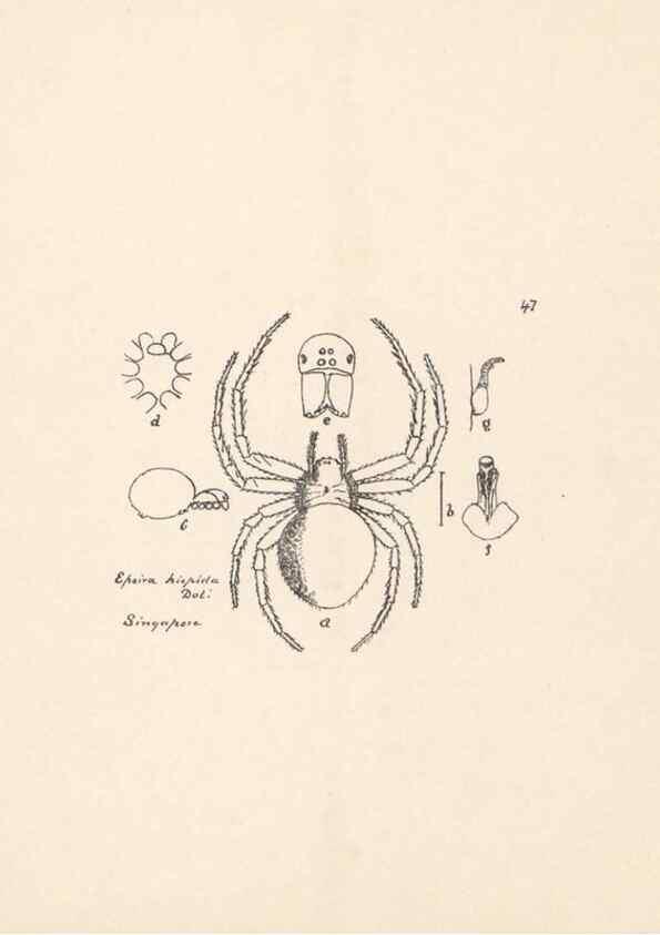 Reproducción/Reproduction 24434763352: Malaysian spiders.. Belfast :T. Workman,1896-1900.