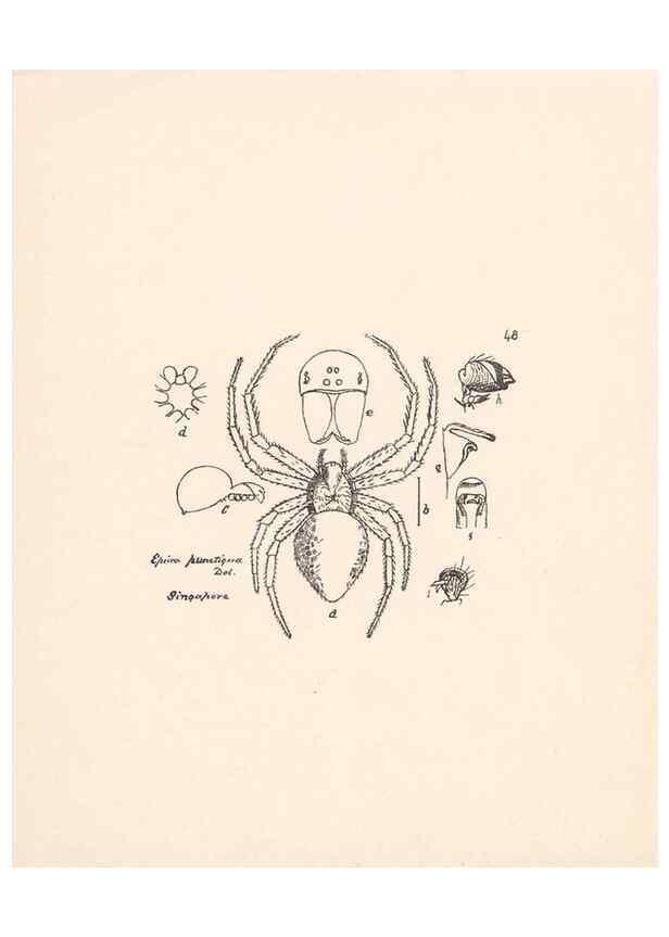 Reproducción/Reproduction 24460728911: Malaysian spiders.. Belfast :T. Workman,1896-1900.