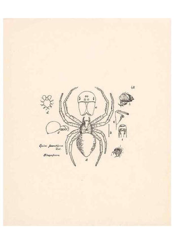 Reproducción/Reproduction 24460728911: Malaysian spiders.. Belfast :T. Workman,1896-1900.