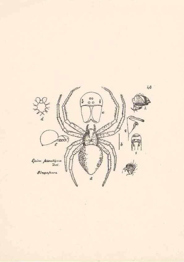 Reproducción/Reproduction 24460728911: Malaysian spiders.. Belfast :T. Workman,1896-1900.