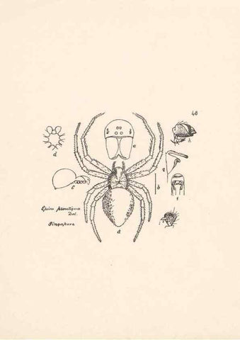 Reproducción/Reproduction 24460728911: Malaysian spiders.. Belfast :T. Workman,1896-1900.