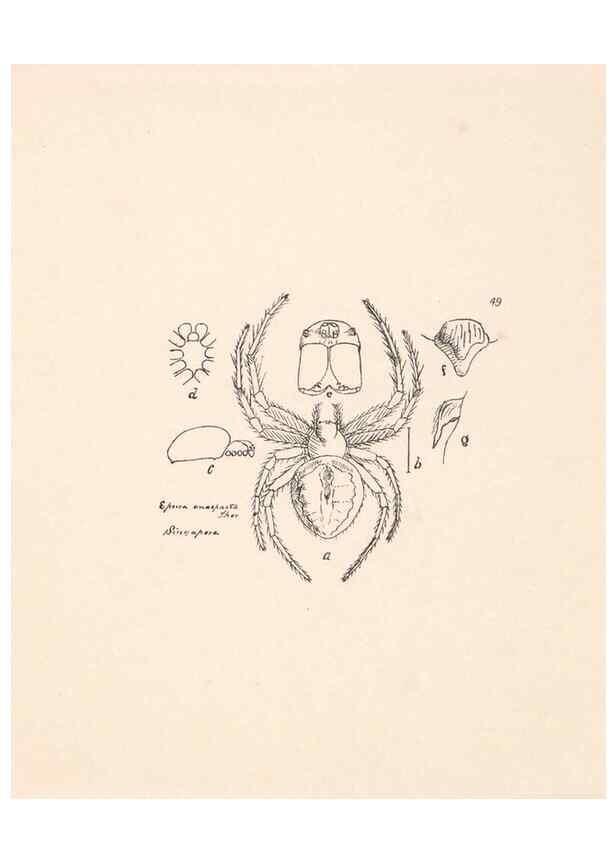 Reproducción/Reproduction 24543055495: Malaysian spiders.. Belfast :T. Workman,1896-1900.