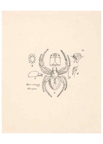 Reproducción/Reproduction 24543055495: Malaysian spiders.. Belfast :T. Workman,1896-1900.
