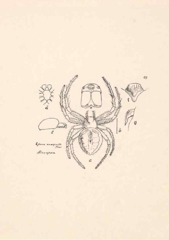 Reproducción/Reproduction 24543055495: Malaysian spiders.. Belfast :T. Workman,1896-1900.
