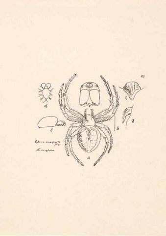 Reproducción/Reproduction 24543055495: Malaysian spiders.. Belfast :T. Workman,1896-1900.