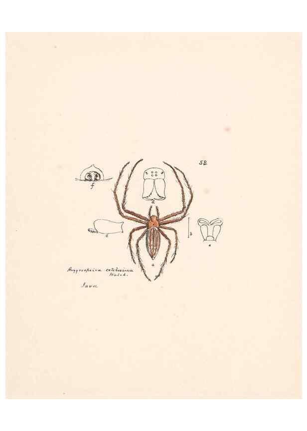 Reproducción/Reproduction 24516878926: Malaysian spiders.. Belfast :T. Workman,1896-1900.
