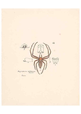Reproducción/Reproduction 24516878926: Malaysian spiders.. Belfast :T. Workman,1896-1900.