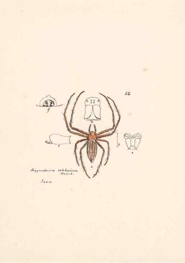 Reproducción/Reproduction 24516878926: Malaysian spiders.. Belfast :T. Workman,1896-1900.
