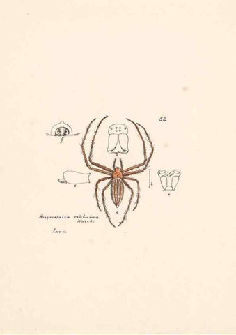 Reproducción/Reproduction 24516878926: Malaysian spiders.. Belfast :T. Workman,1896-1900.