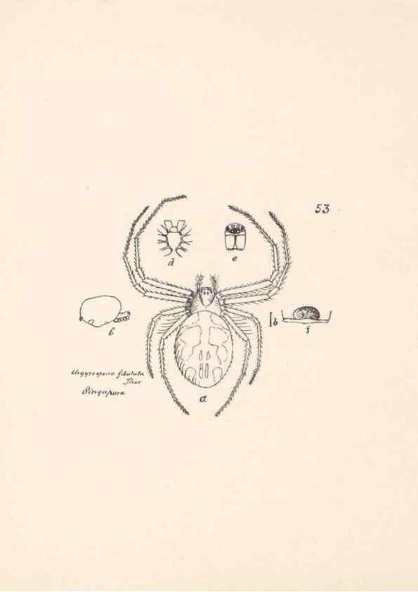Reproducción/Reproduction 24175297459: Malaysian spiders.. Belfast :T. Workman,1896-1900.